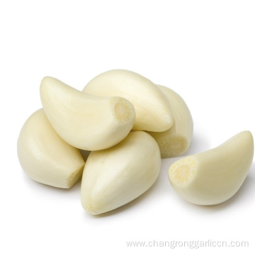 Best Garlic Peeled Price Shelf Life